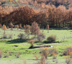 Pil&oacute;n de agua para el ganado