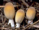 Coprinus micaceus