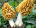 Morchella rotunda