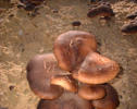Pleurotus Eringii