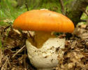 amanita caesarea