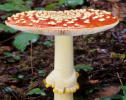 amanita muscaria