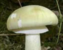 amanita phalloides