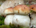 Boletus edulis