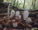 coprinus comatus