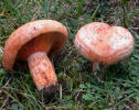 lactarius rovellons