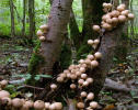 lycoperdon piriforme