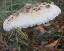 macrolepiota procera