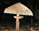 macrolepiota_procera1