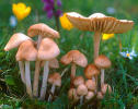 marasmius oreades