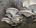 pleurotus ostreatus
