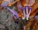 seta laccaria amethystina