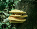 seta laetiporus sulphureus